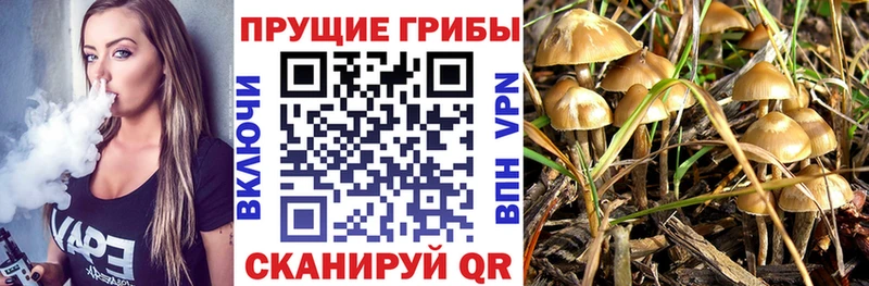 даркнет сайт  Андреаполь  Псилоцибиновые грибы Psilocybe 